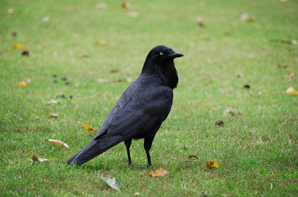 Bird nature wild
