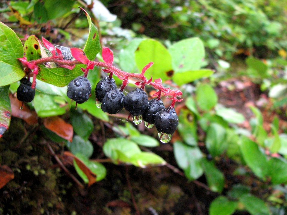 Salal in September, Olympic National Forest. Photo by Betsy Howell.