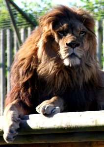 Wingham Wildlife Park