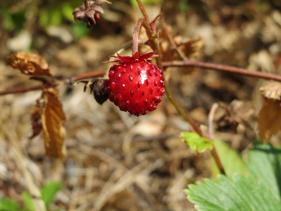 Alpine strawberry european strawberry berry