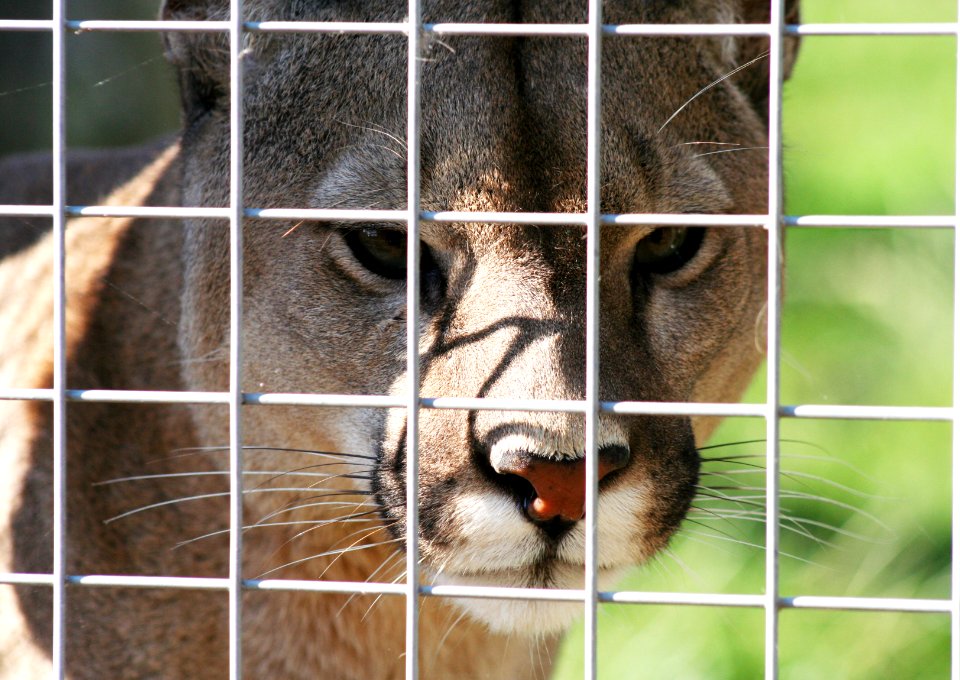Wingham Wildlife Park