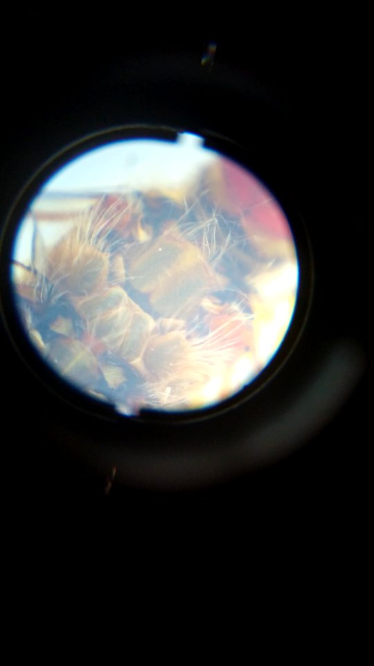 Microscope