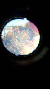 Microscope