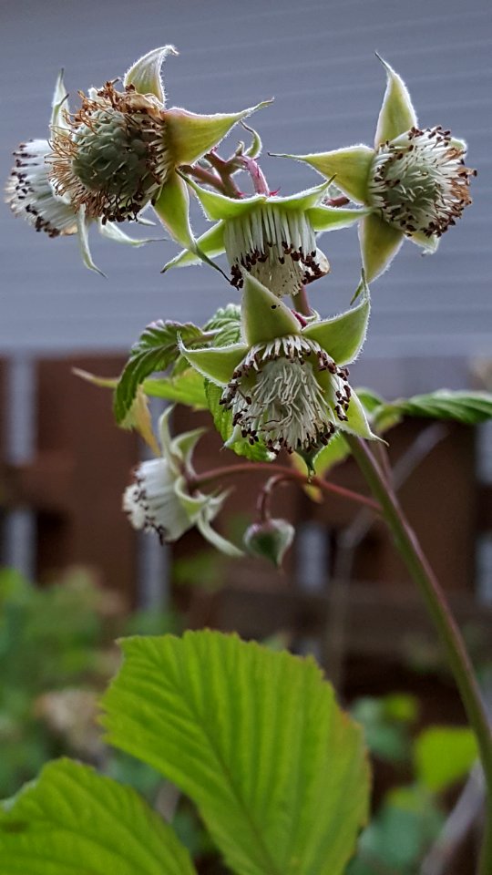 Day 165 raspberries budding
