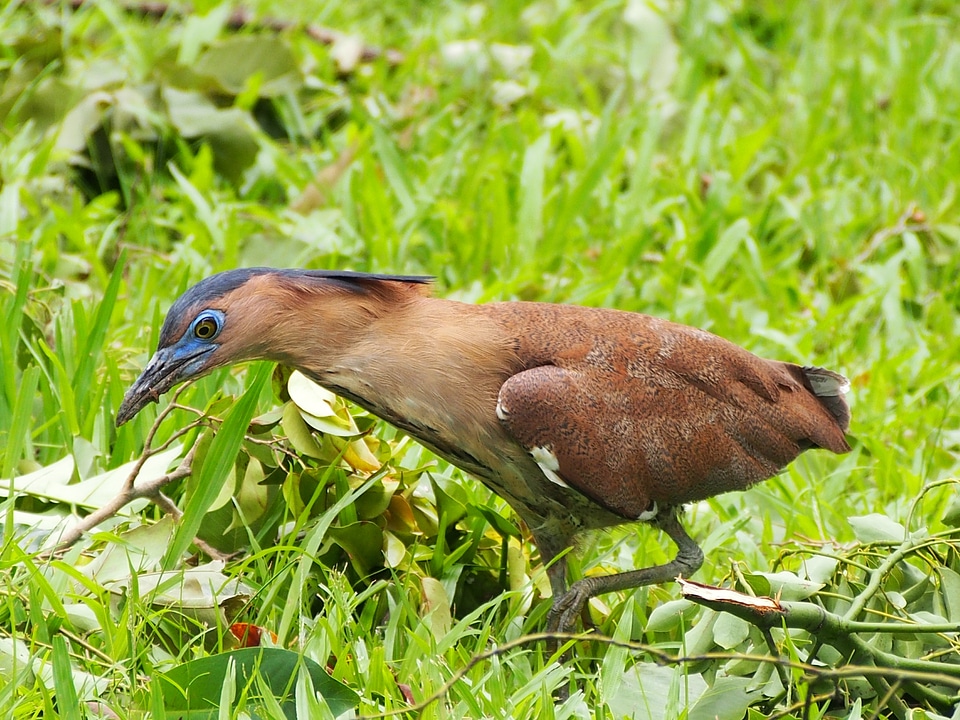 Niao 覓 food black-crowned