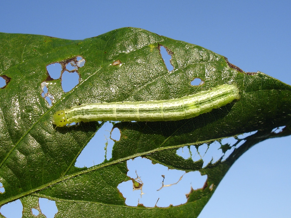 Worm soy glycine max