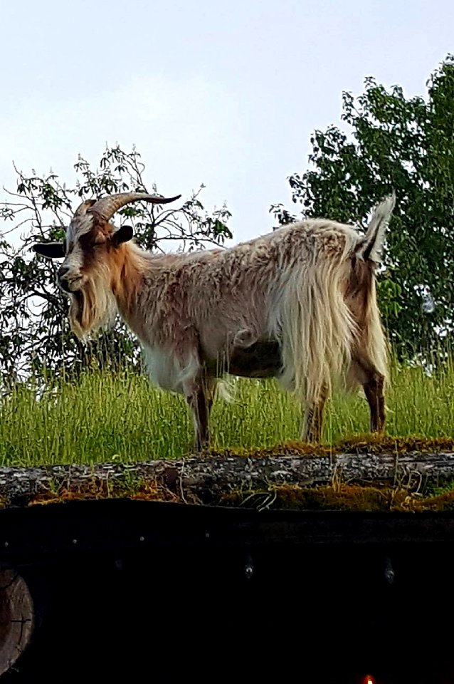 Goat on the roof