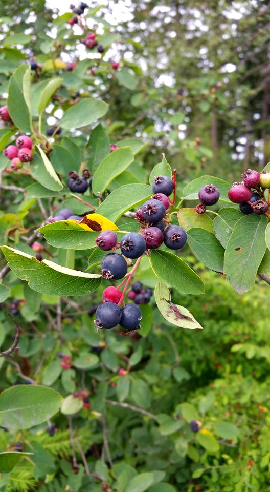 #365 blueberry tree