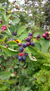 #365 blueberry tree