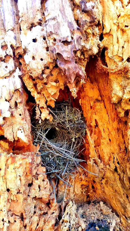 A bird nest found on Oneonta Trail April 25, 2018 during a work party, photo by US Forest Service Public Affairs Specialist Lillian Palmer