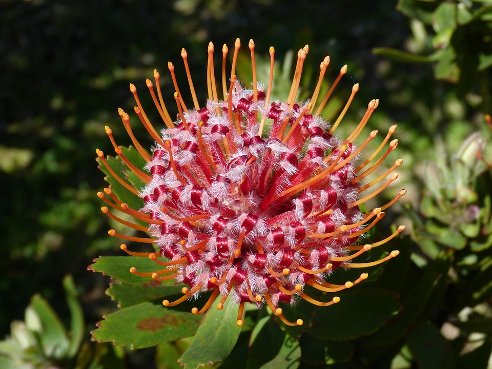 Blossom bloom nature