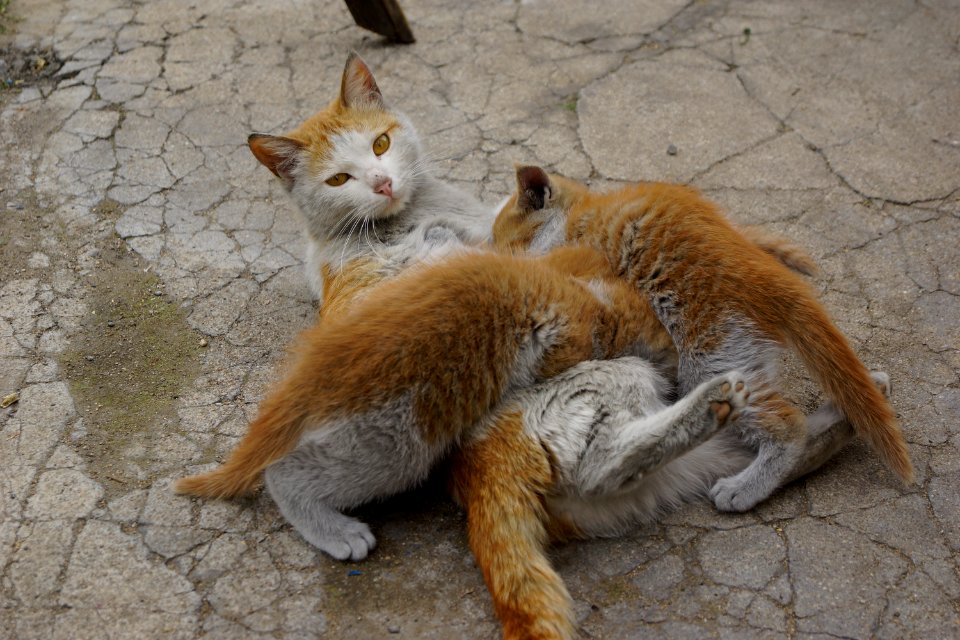 떠돌이 어미 고양이