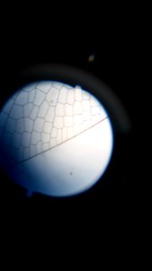 Microscope
