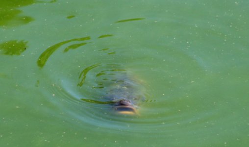 Wingham Wildlife Park photo