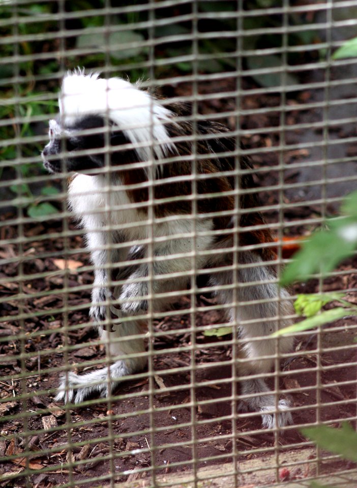 Wingham Wildlife Park