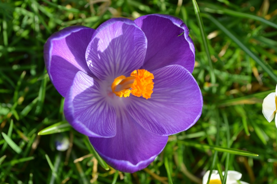 Purple garden meadow