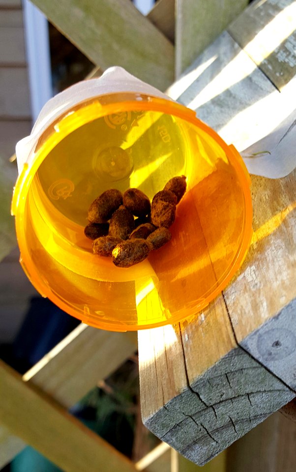 Mason bees