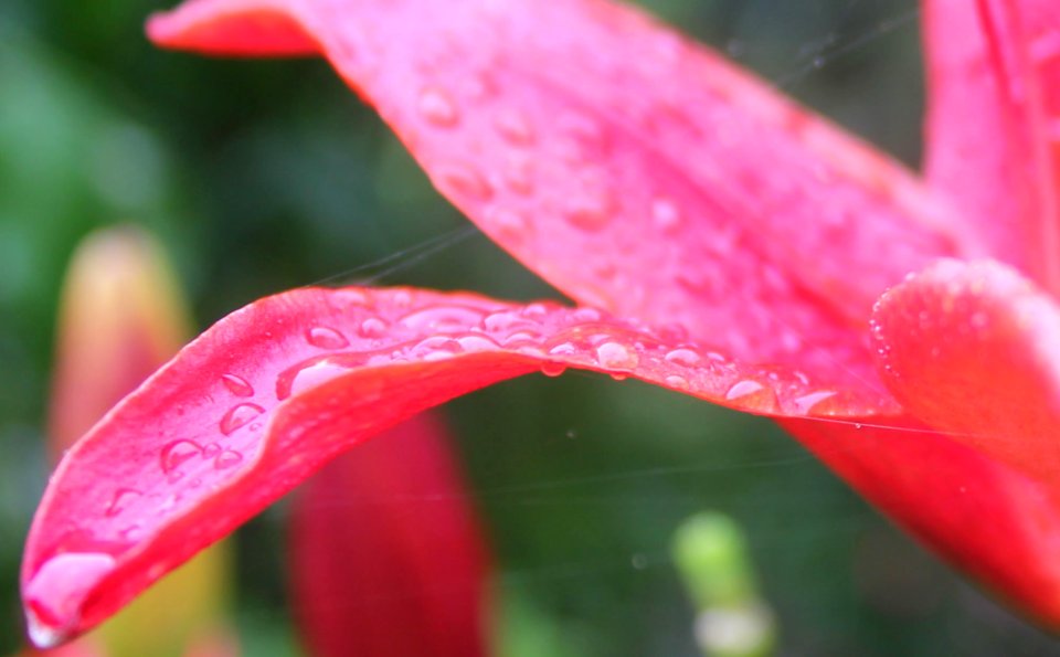 lily drops