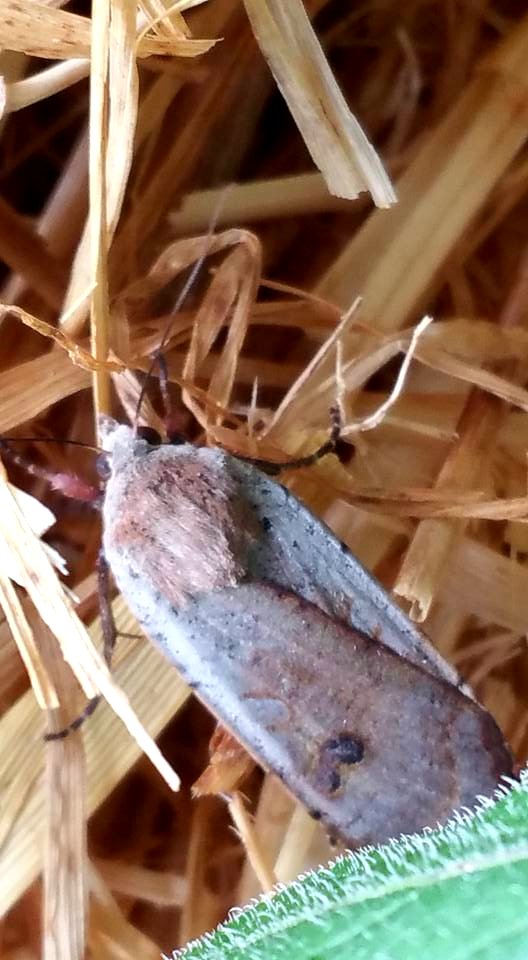 #365 moth in straw