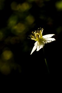 A small flower