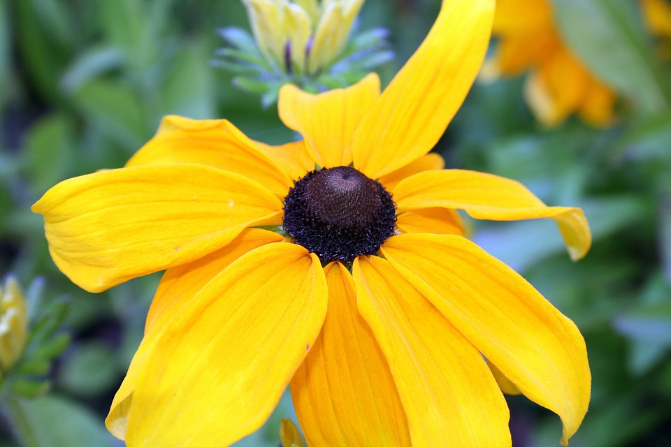 Summer horticulture yellow napvirág