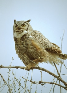 Nature perched beak