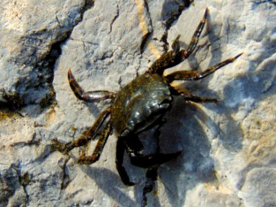 Crab Chillin'