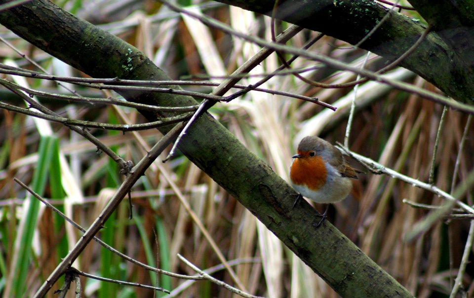 Wild Wood (Kent)