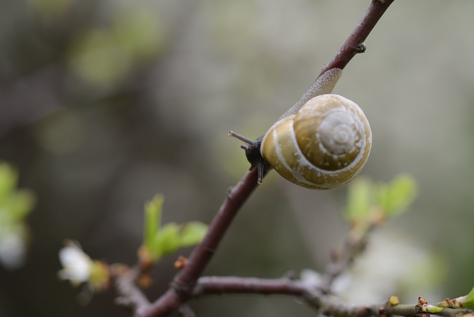 Mollusk nature animal