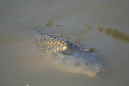 Wingham Wildlife Park photo