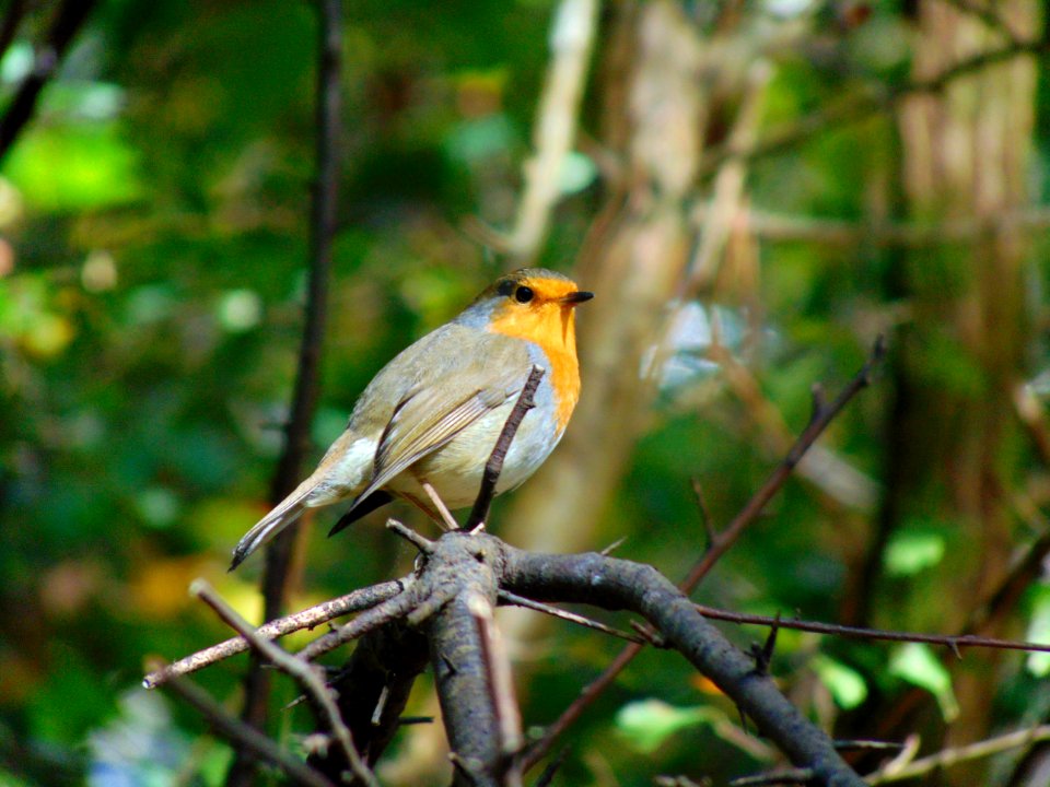 A Robin in the Forest