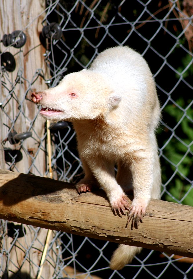 Wingham Wildlife Park
