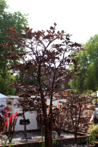 Chelsea Flower Show 2018-23
