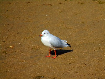 Cute Seagull on the Sand photo