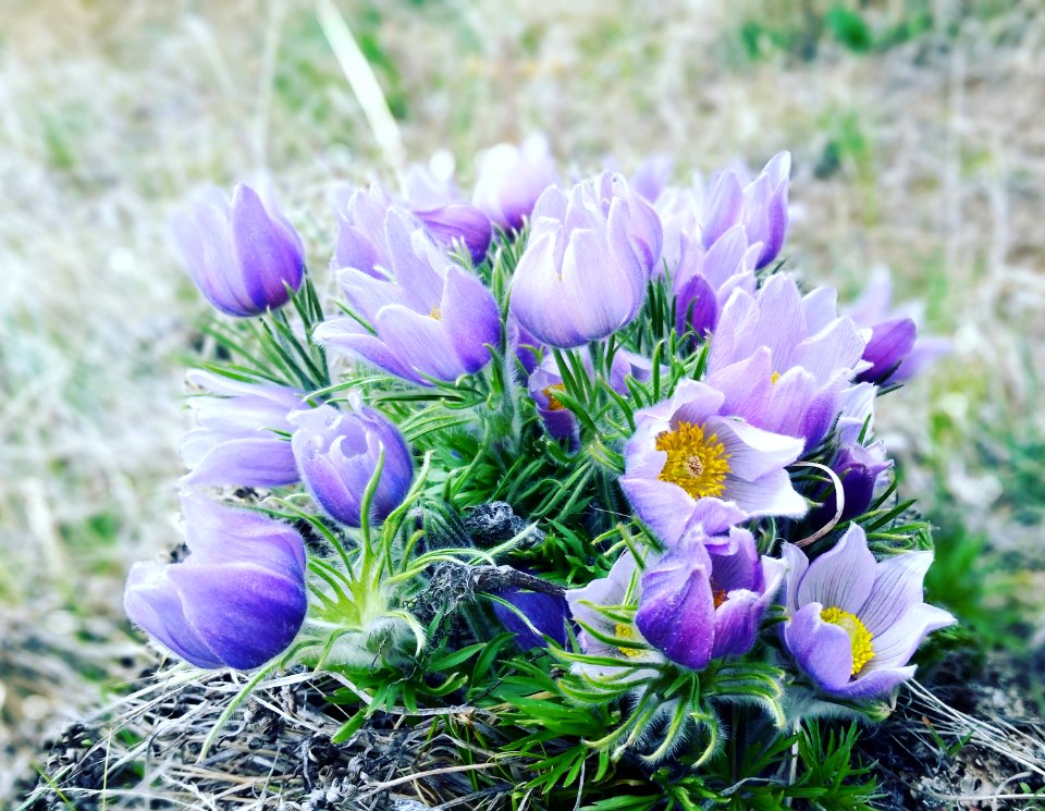 PasqueFlower.CorralCreekCampground.MeganVasquezOgle