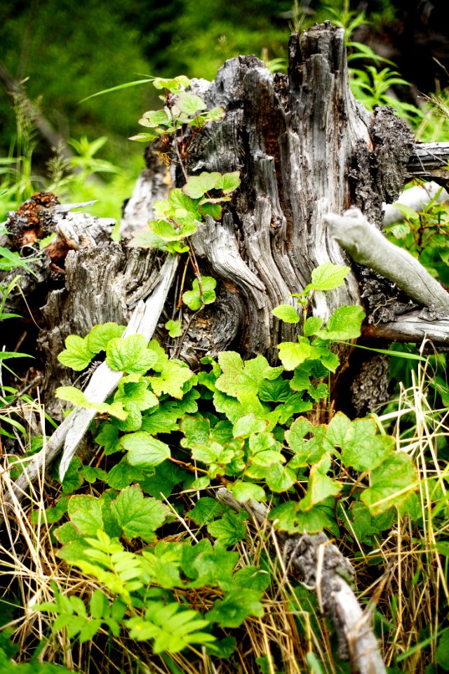 It's a stump!! wait what?