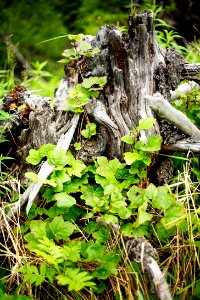 It's a stump!! wait what?