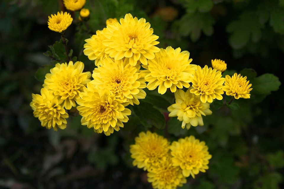 Peaceful mood horticulture