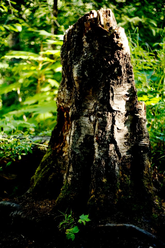 Birch stump
