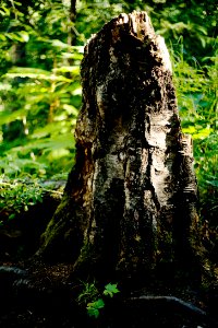 Birch stump