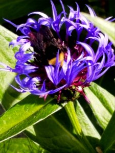 BBB bachelors button with bee