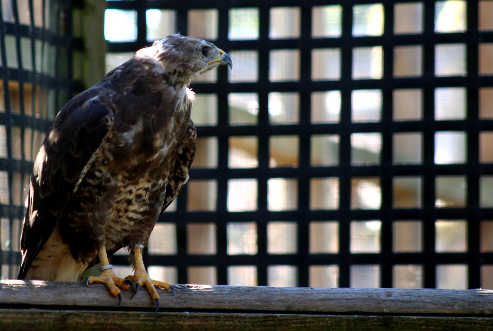Wingham Wildlife Park