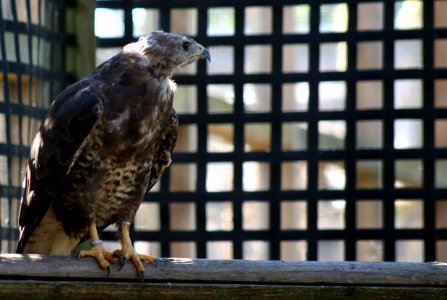 Wingham Wildlife Park photo