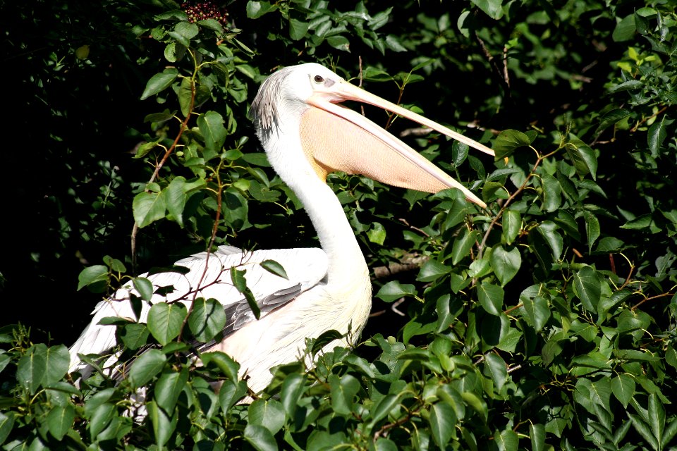 Wingham Wildlife Park