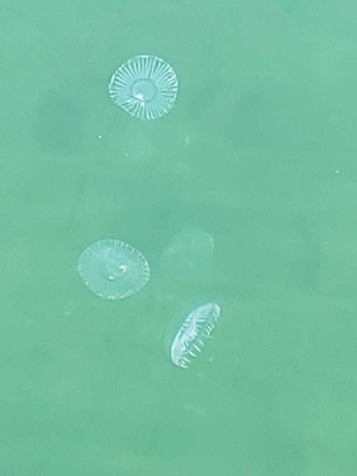 Jellyfish