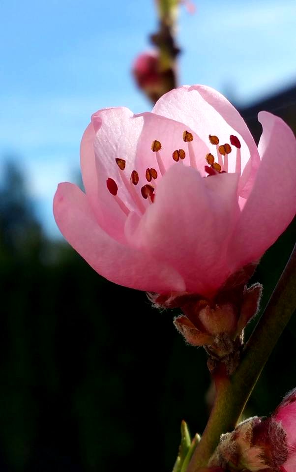 #365 peach blossom Mar25