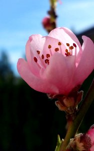 #365 peach blossom Mar25