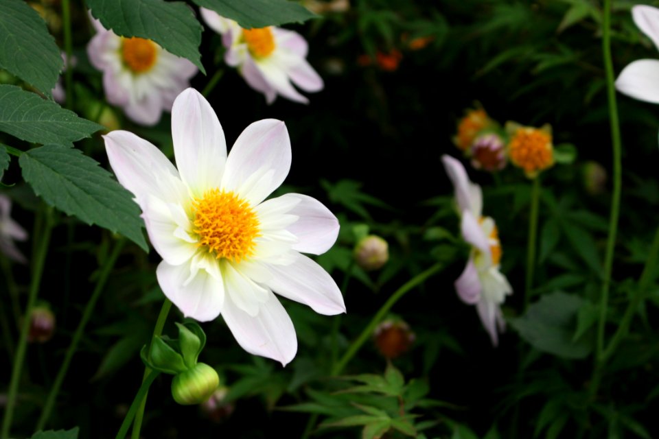 Chelsea Flower Show 2018-57