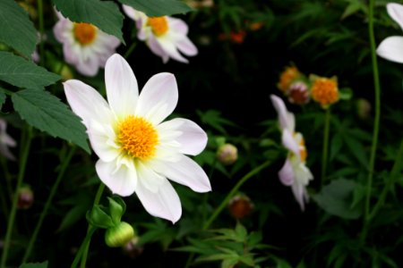 Chelsea Flower Show 2018-57