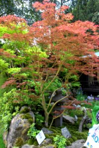 Chelsea Flower Show 2018-11